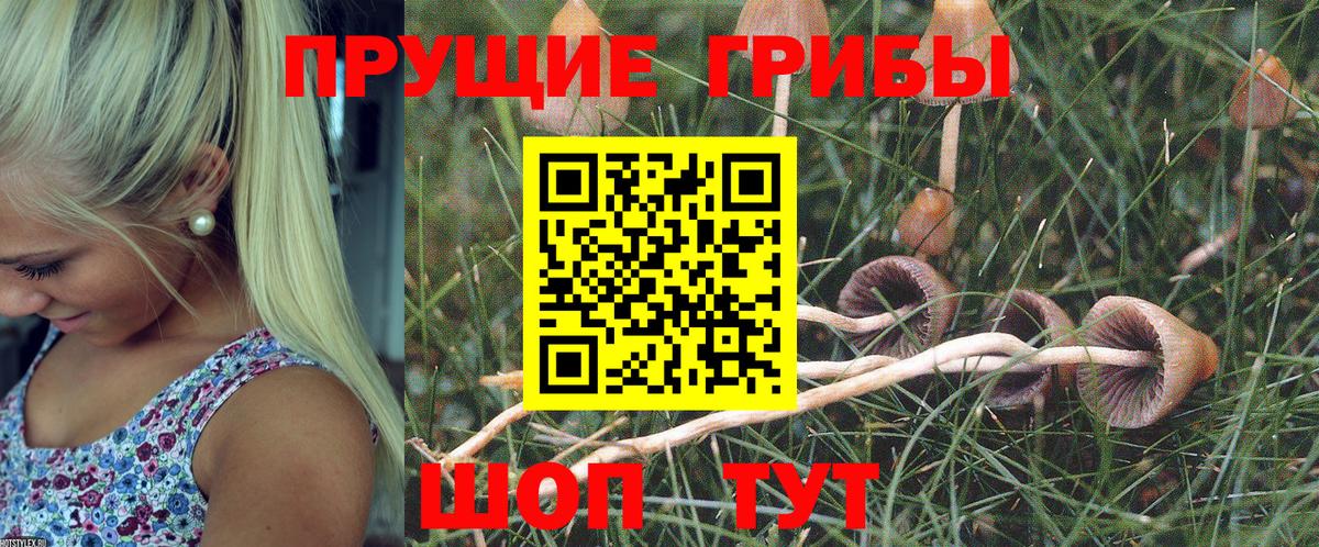 Псилоцибиновые грибы GOLDEN TEACHER Котельники